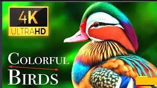 Colorful Birds in 4K Planet Earth 4K Beautiful Bird Sounds Nature Relaxation [upl. by Zailer]