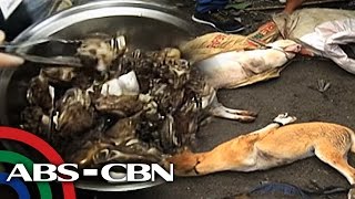 TV Patrol 60 kilo ng karne ng aso nakumpiska sa isang kainan [upl. by Hassi344]