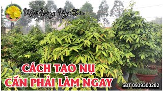 Cách tạo nụ nhanh nhất cho cây mai [upl. by Thgiled]