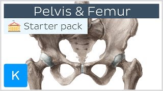 Pelvis Hip bone and Femur  Human Anatomy  Kenhub [upl. by Ahsienroc]