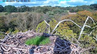 Poole Harbour Osprey Nest Camera  Landscape View [upl. by Aisiat99]