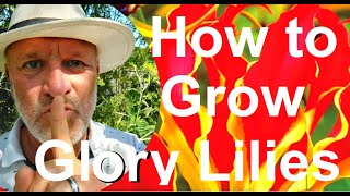 How to Grow the Glory Lily  Gloriosa superba [upl. by Henrion]