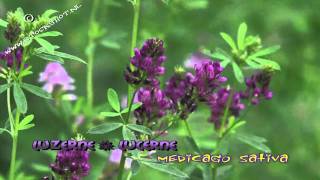 lucerne  luzerne  medicago sativa  alfalfa [upl. by Aimek]