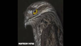 Northern Potoo  Celebrating a spooky bird for Halloween [upl. by Jennings]