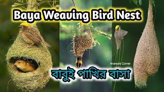 Baya Weaver Bird Nest  বাবুই পাখির বাসা  weaver bird nest  hanging nest [upl. by Glanti]