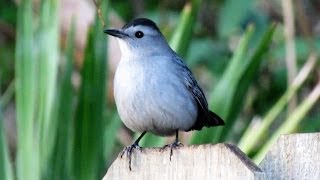 CatBird Mewing Call [upl. by Sybille]