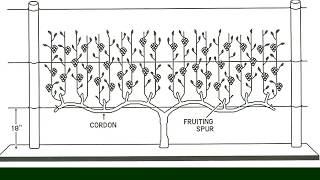 The 4Arm KniffinTraining System for Grapevines  Grape Video 15 [upl. by Grounds]