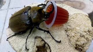 Megasoma gyas prandii feeding Beetle Jelly [upl. by Etta]