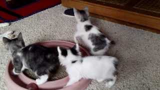 Japanese Bobtail Kittens Playing [upl. by Eirol]