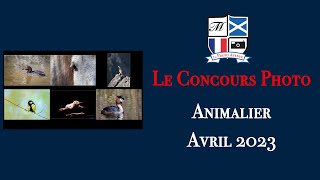 Concours Photo Catégorie Animalier Avril 2023 [upl. by Samford]