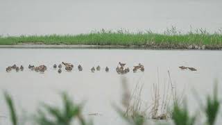 半蹼鷸 Asian Dowitcher [upl. by Maltz212]