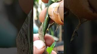 rootstock grafting techniques amp gardening tips EP665 [upl. by Latterll]