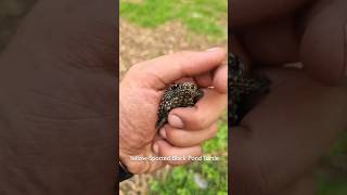 Black Pond Turtle Spotted In Village Side turtle minivlog kachua shorts pets [upl. by Ariajay]