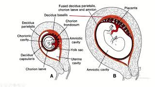 Decidua Differentiation A Comprehensive Guide to Basalis Capsularis and Parietalis [upl. by Dnyletak920]