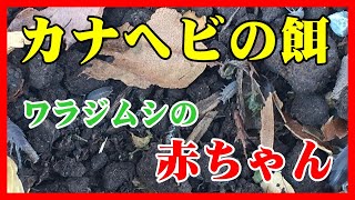 カナヘビの餌用に繁殖。ワラジムシの赤ちゃんが生まれていました。…ホソワラジ飼育006 [upl. by Stimson]