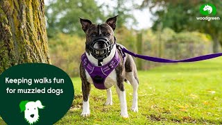 Keeping walks fun for muzzled dogs  Pet advice for dogs  Woodgreen Pets Charity [upl. by Skylar]