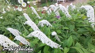 Gooseneck loosestrife flowers [upl. by Ydor810]