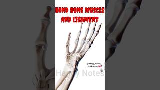 Hand Bone Muscles and Ligaments 3d animation 3danatomy anatomy bones muscle [upl. by Anida]