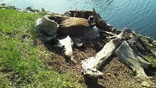 Angry Canadian Goose Hissing [upl. by Narot]