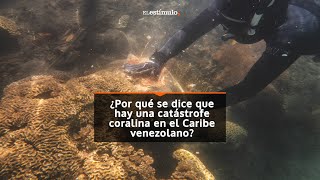 ¿Por qué se dice que hay una catástrofe coralina en el Caribe venezolano [upl. by Feliza649]