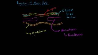 Formation of the Neural Plate [upl. by Josy]