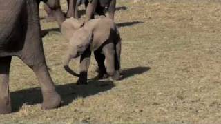 Funny Baby Elephant Masai Mara Kenia 2009 [upl. by Humph]