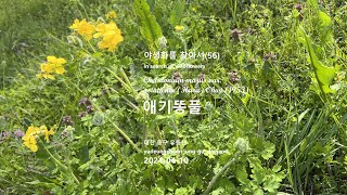 애기똥풀 Chelidonium majus 야생화를 찾아서56 in search of wildflowers 대전 중구 유등천yudeungcheon junggu daejeon [upl. by Hpseoj]