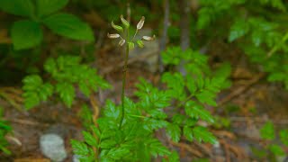 fernleaved goldthread  Coptis asplenifolia Identification and characteristics [upl. by Annawat]