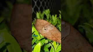 Meet the Coquí Puerto Ricos Famous Singing Frog  Wildlife Sounds amp Amphibians [upl. by Tatianna988]