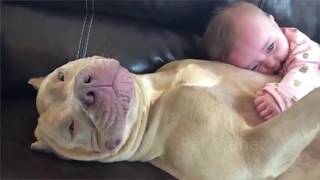 Funny Pitbull and American Bully Videos [upl. by Melania]