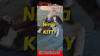 Adventures of NINJA CAT HarleysAdventure cat kittyantics cattoys [upl. by Kruse]