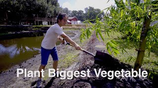 We Plant a BIGGEST Vegetable with Tractor [upl. by Neelav]