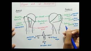 Upper end of Humerus [upl. by Winther]