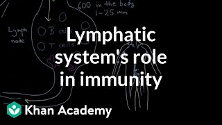 The lymphatic systems role in immunity  Lymphatic system physiology  NCLEXRN  Khan Academy [upl. by Jamaal]