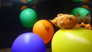 Balloon lumpfish in Tokyo [upl. by Borman]