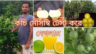 নিউ সেলারকাটোল গোল্ডফুলে মোসাম্বিNucellarKatol GoldPhule Mosambi [upl. by Leshia722]