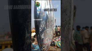 Skipjack tuna fish local fishing tuna tuna fishing seafood vizag [upl. by Medin]