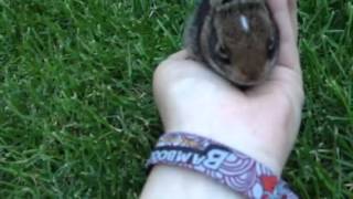 Wild cottontail Bunny being friendly [upl. by Ydarb]