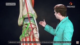 Dorsalis pedis artery Animated lecture   Lower limb Gross anatomy from Dr vishram singh [upl. by Duester]