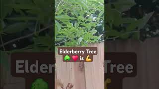 ELDERBERRY TREEakaline nature food diy you can do it 💪 [upl. by Barnet]