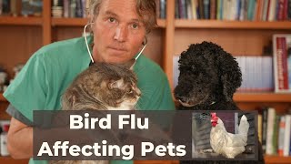 Avian Flu Outbreak affecting Pets [upl. by Infeld]