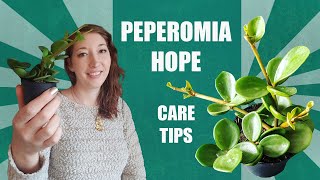 PEPEROMIA HOPE CARE TIPS How to grow Peperomia hope indoors [upl. by Azar]