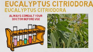 Essential Oil Breakdown Eucalyptus Citriodora Oil Benefits Uses and History Aromatherapy [upl. by Samot]