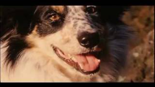 Pedigree  Were For Dogs  TV commercial [upl. by Etnor321]