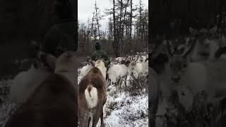 Last of the reindeer herders 🦌 Evenki Aoluguya Inner Mongolia ❄️ [upl. by Liartnod]