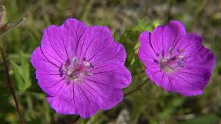 Bloedooievaarsbek  Geranium sanguineum [upl. by Inge288]