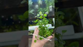 Lobelia Cardinalis Mini plants aquarium aquariumshop [upl. by Hakilam]