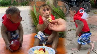 The little monkey eating apple look so cute [upl. by Evanthe]