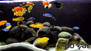 Malawi Cichlids  feeding frenzy [upl. by Chalmer]