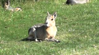 Patagonian Mara  Large Rodent [upl. by Maryann]